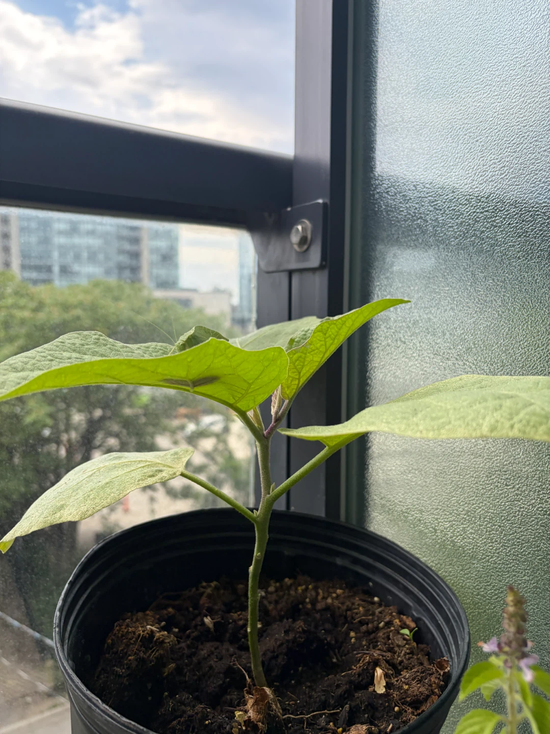 🍆Eggplant Plant🍆 - photo 3