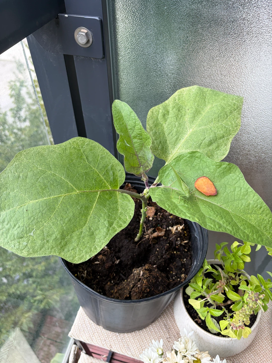 🍆Eggplant Plant🍆 - photo 4
