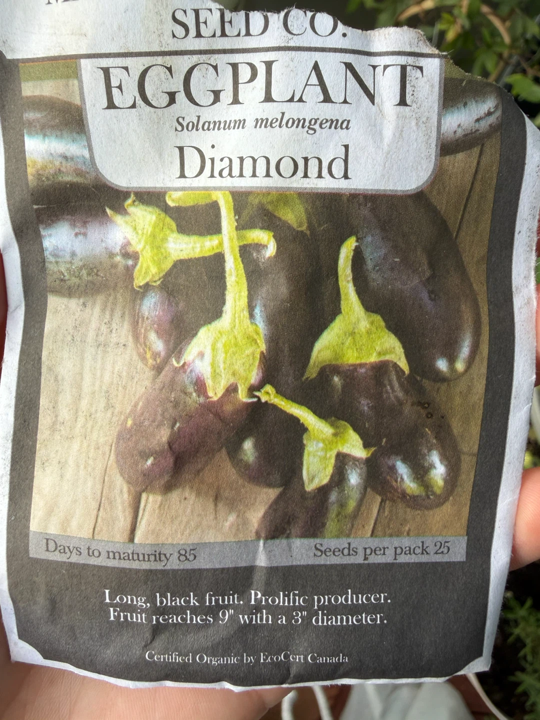 🍆Eggplant Plant🍆 - photo 5