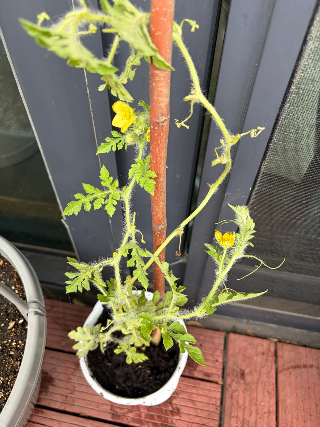 🍉Watermelon Plants🍉 - photo 2