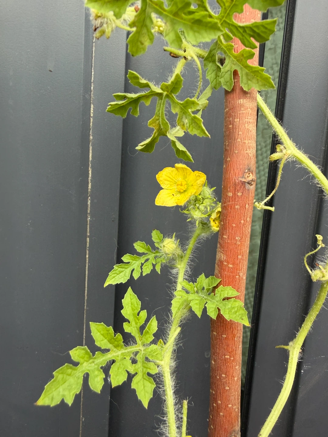 🍉Watermelon Plants🍉 - photo 3