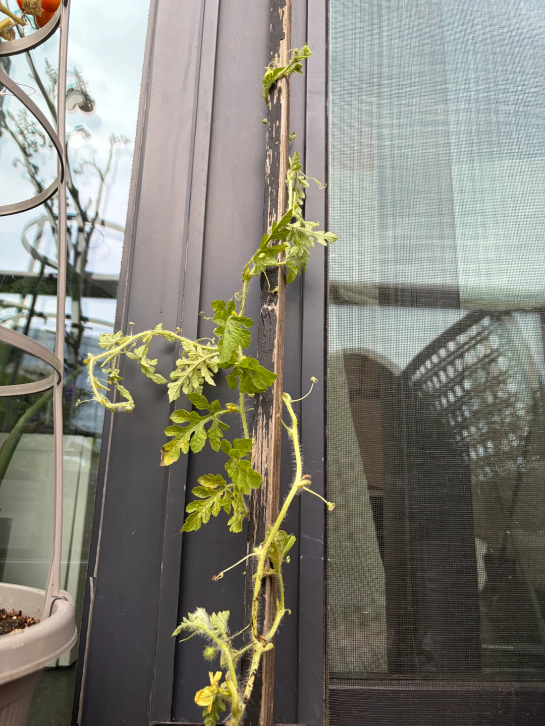 🍉Watermelon Plants🍉 - photo 4