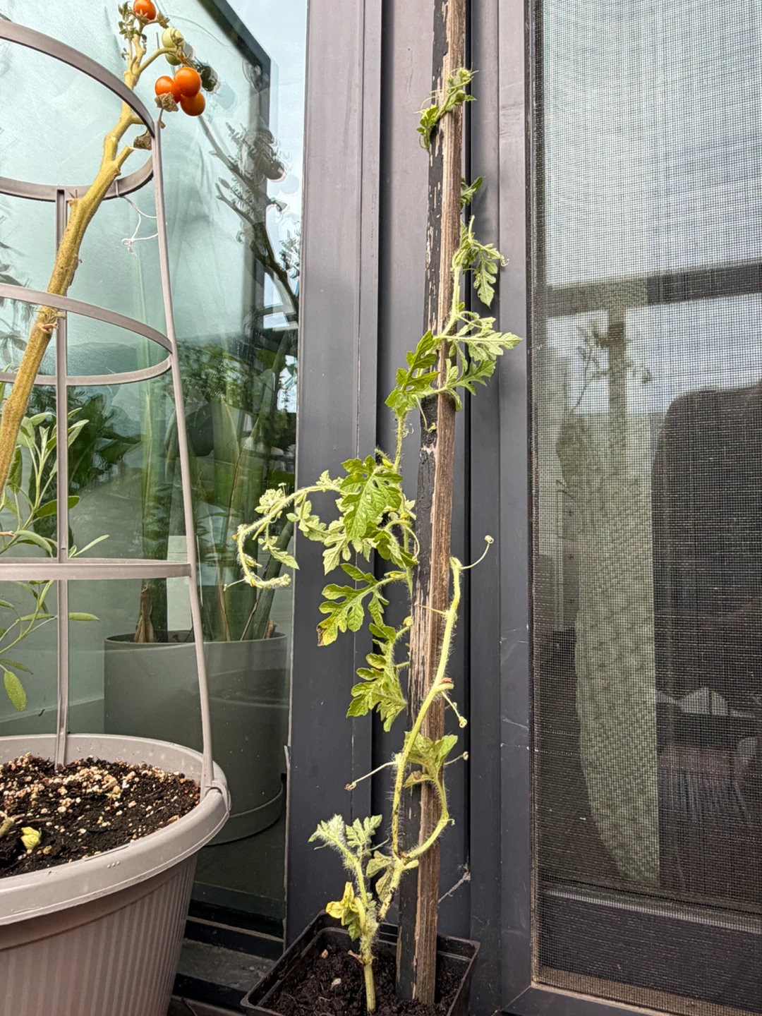 🍉Watermelon Plants🍉 - photo 5