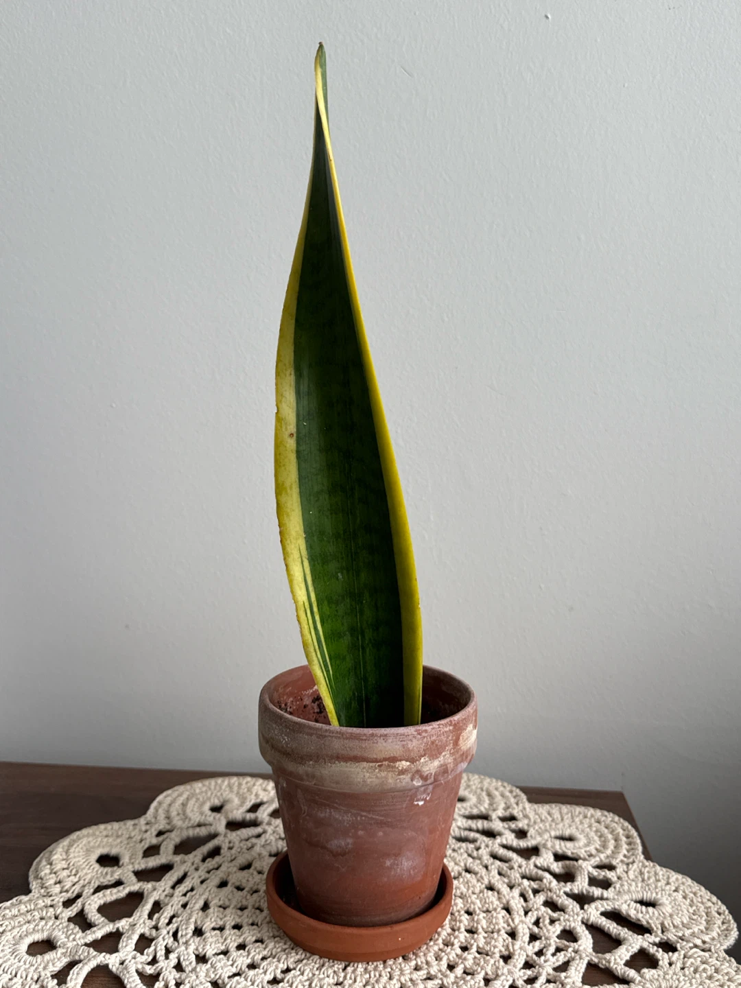 Snake Plant Cutting