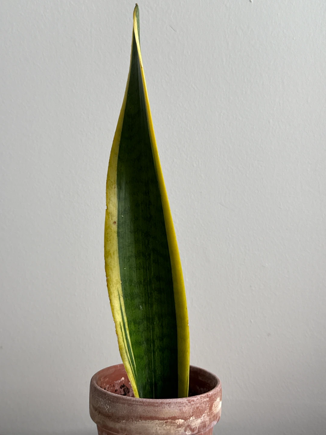 Snake Plant Cutting - photo 2