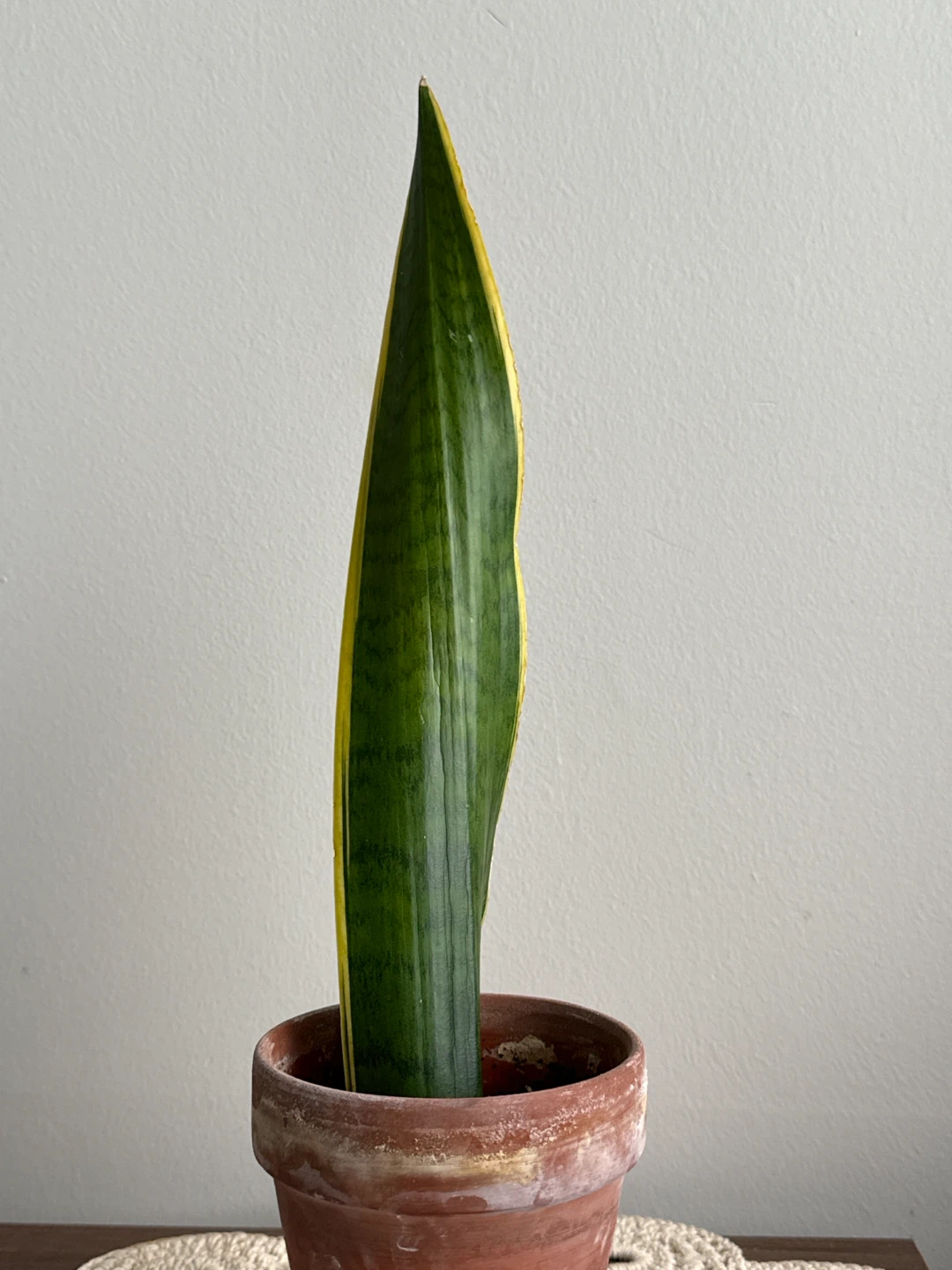 Snake Plant Cutting - photo 3