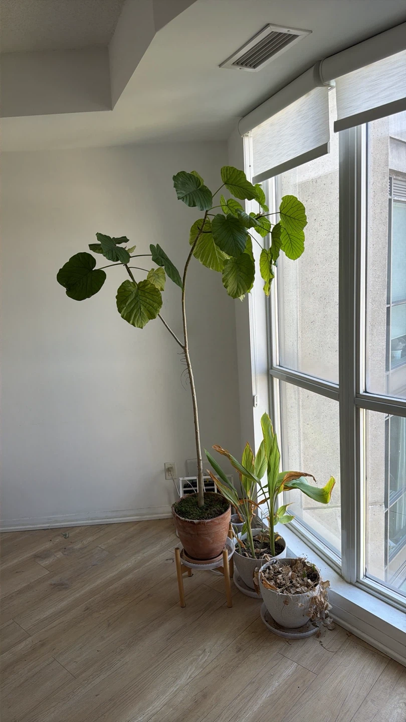 Large Potted Umbrella Ficus Plant