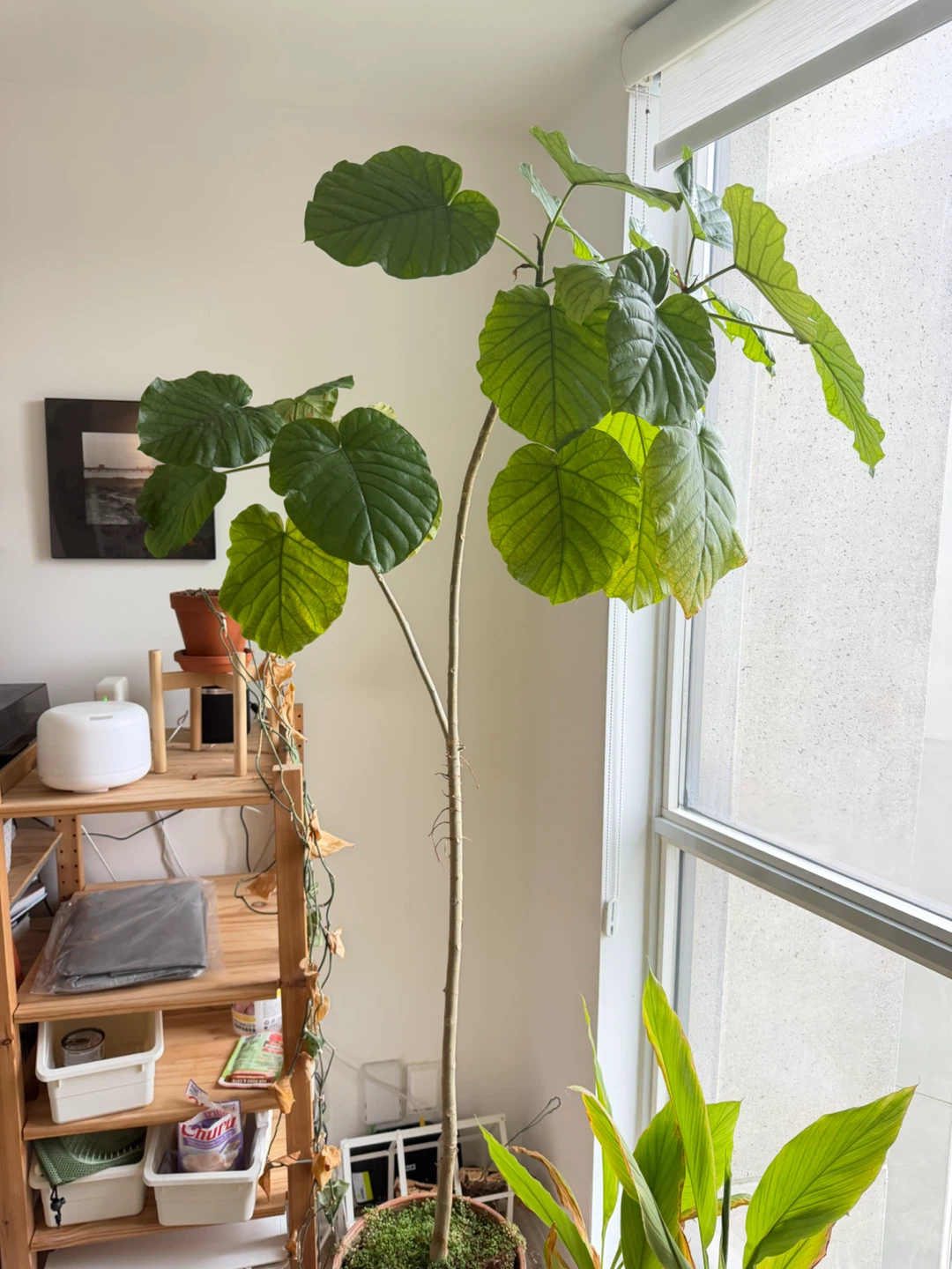 Large Potted Umbrella Ficus Plant - photo 2