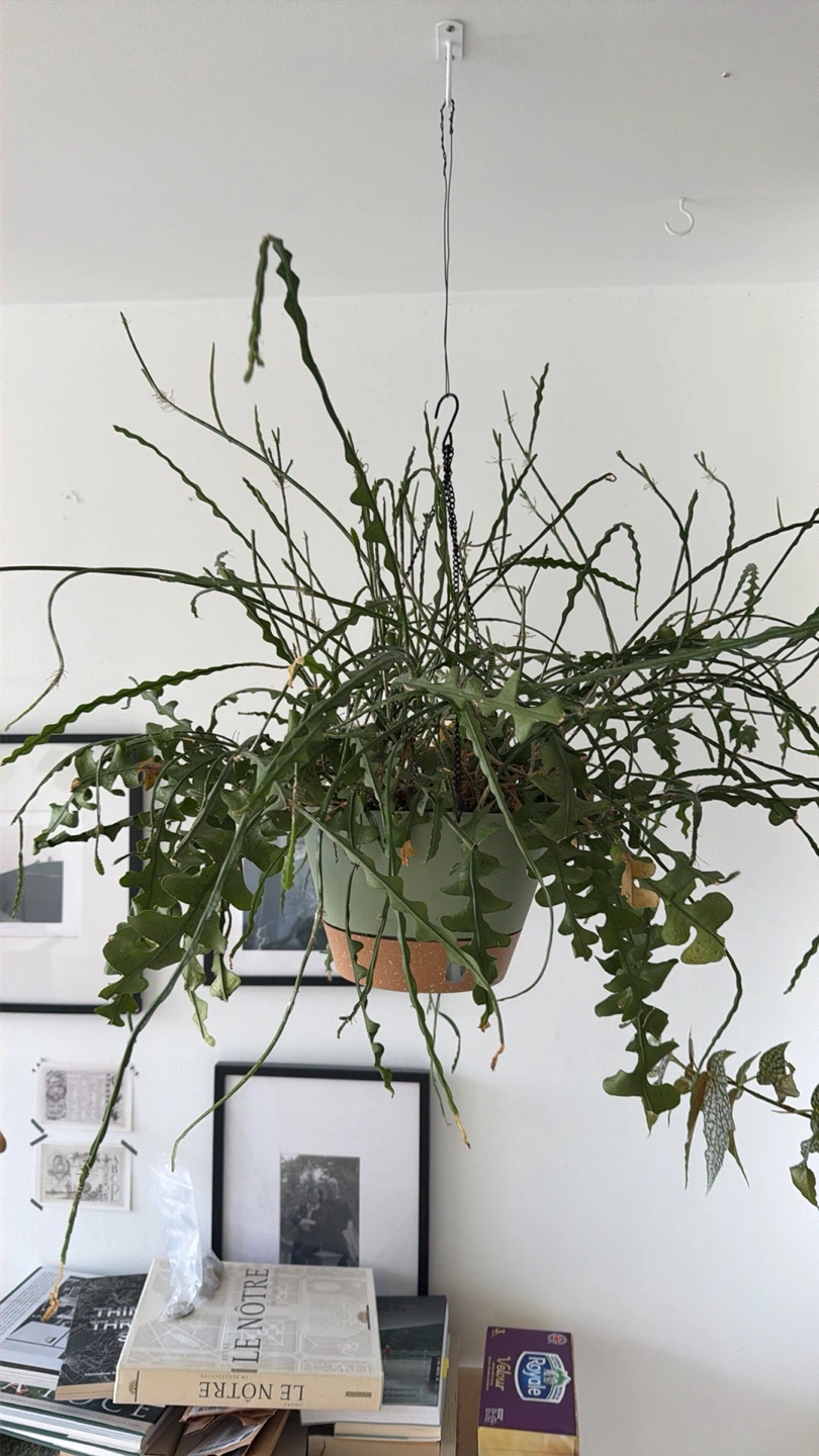 Hanging Ric Rac Cactus Plant