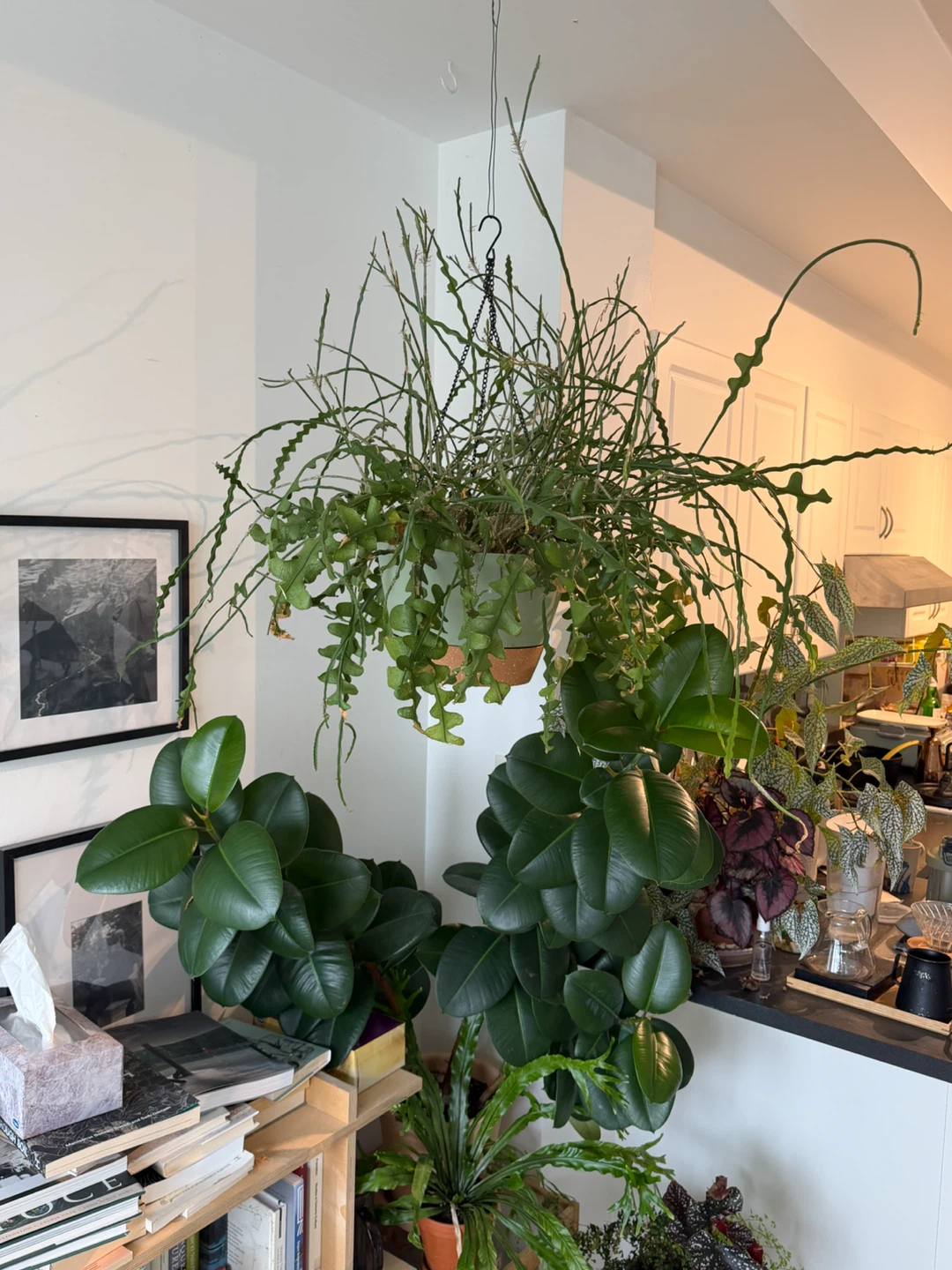 Hanging Ric Rac Cactus Plant - photo 2