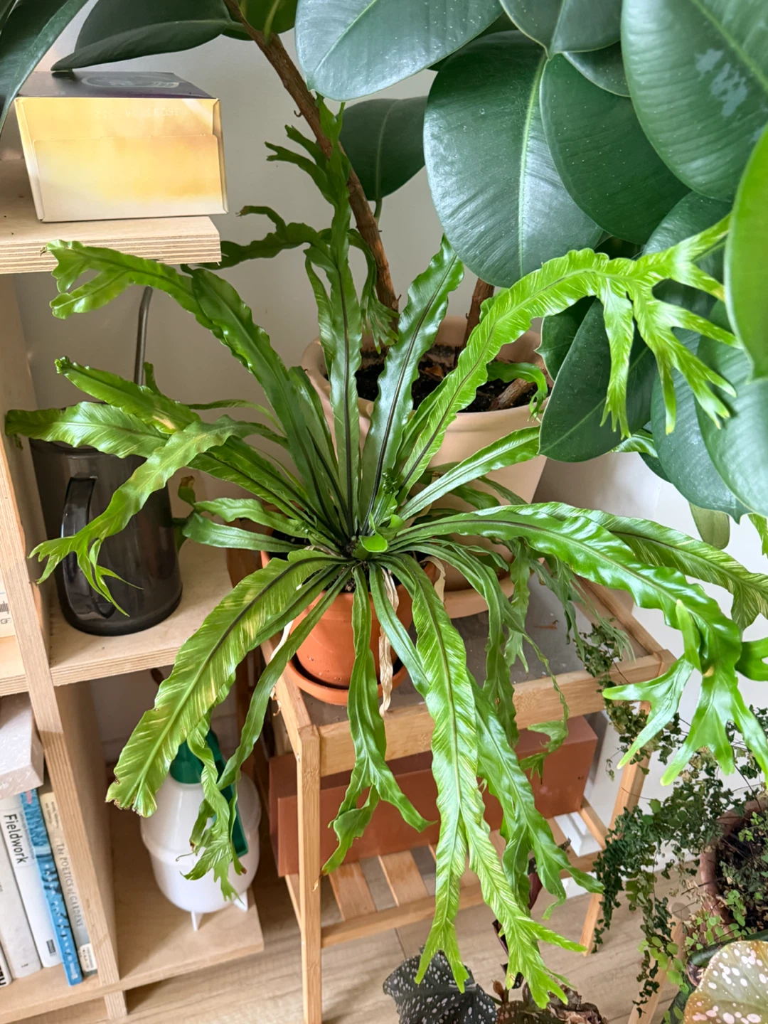 Variegated Bird's Nest Fern