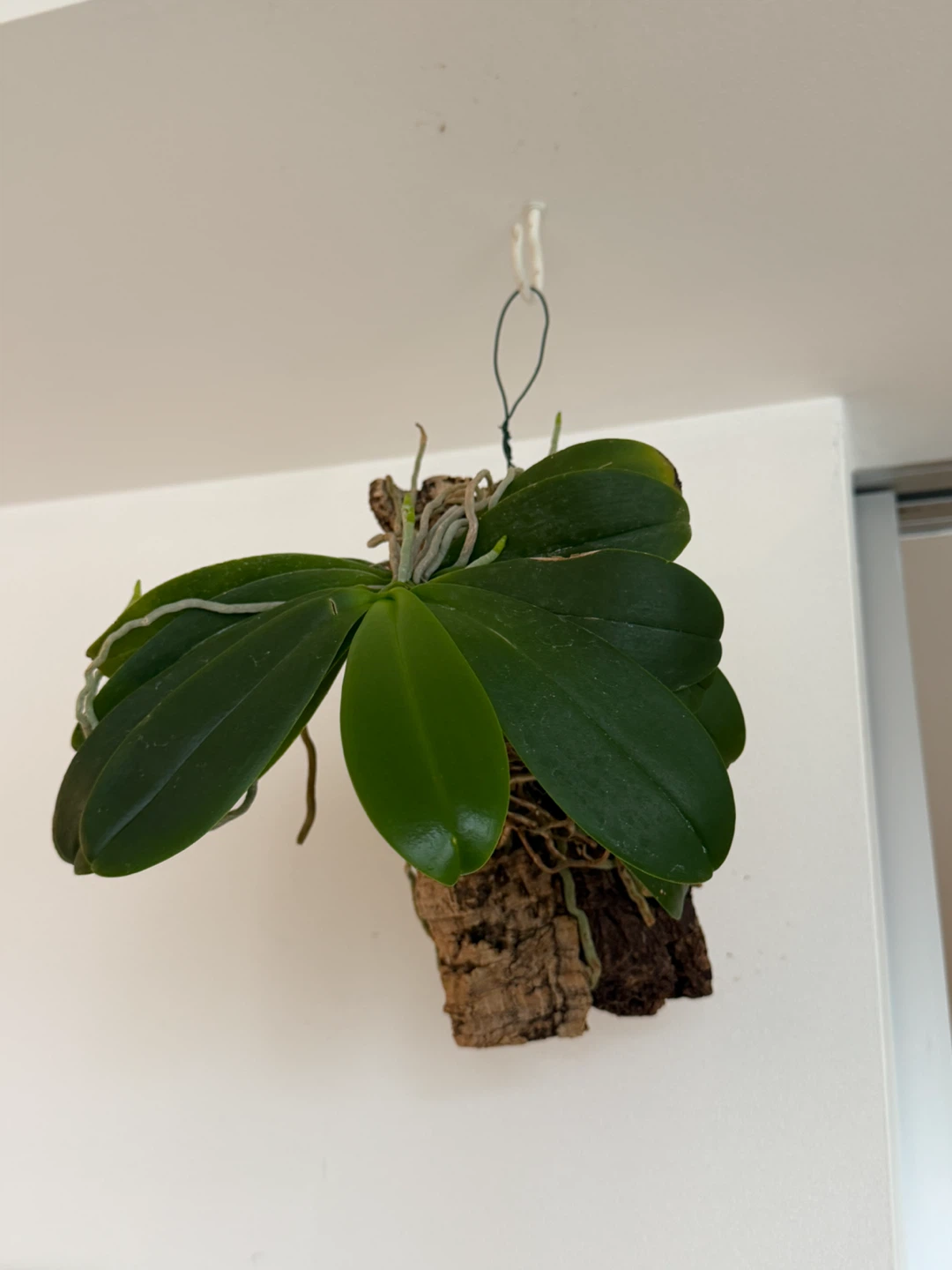 Hanging Orchid Plant on Cork Mount