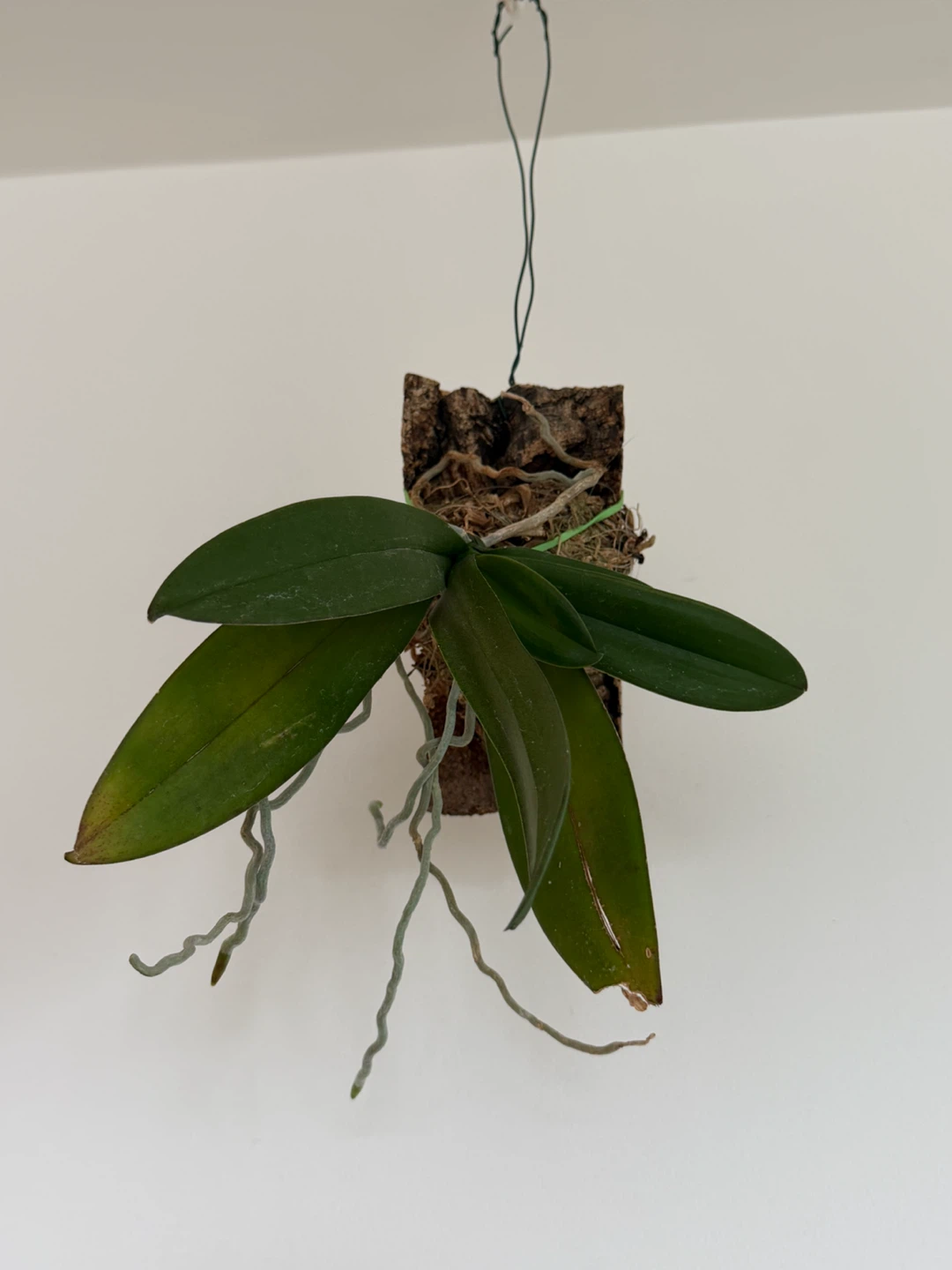 Hanging Orchid Plant on Cork Mount - photo 2