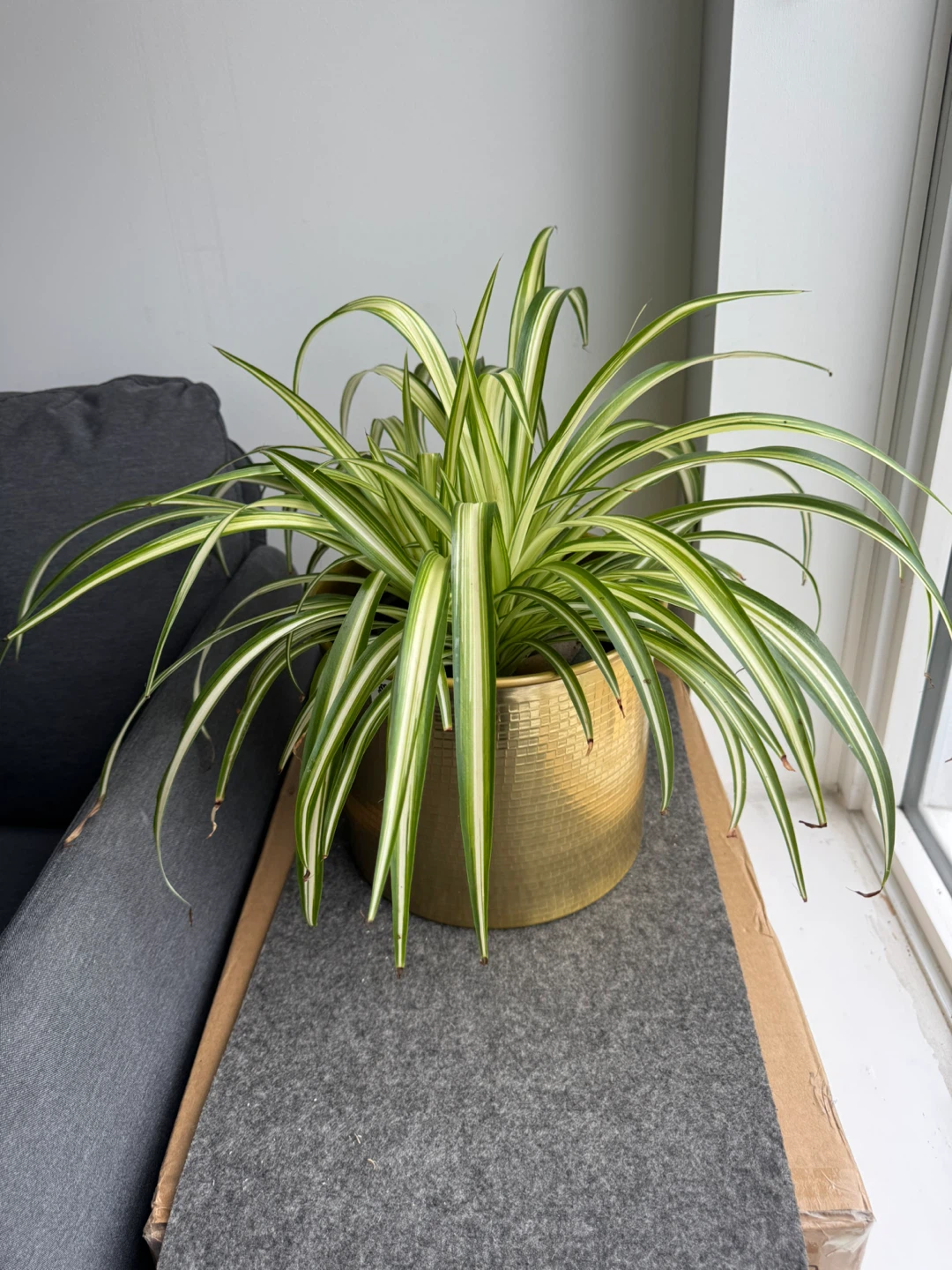 Spider Plant in Gold Pot