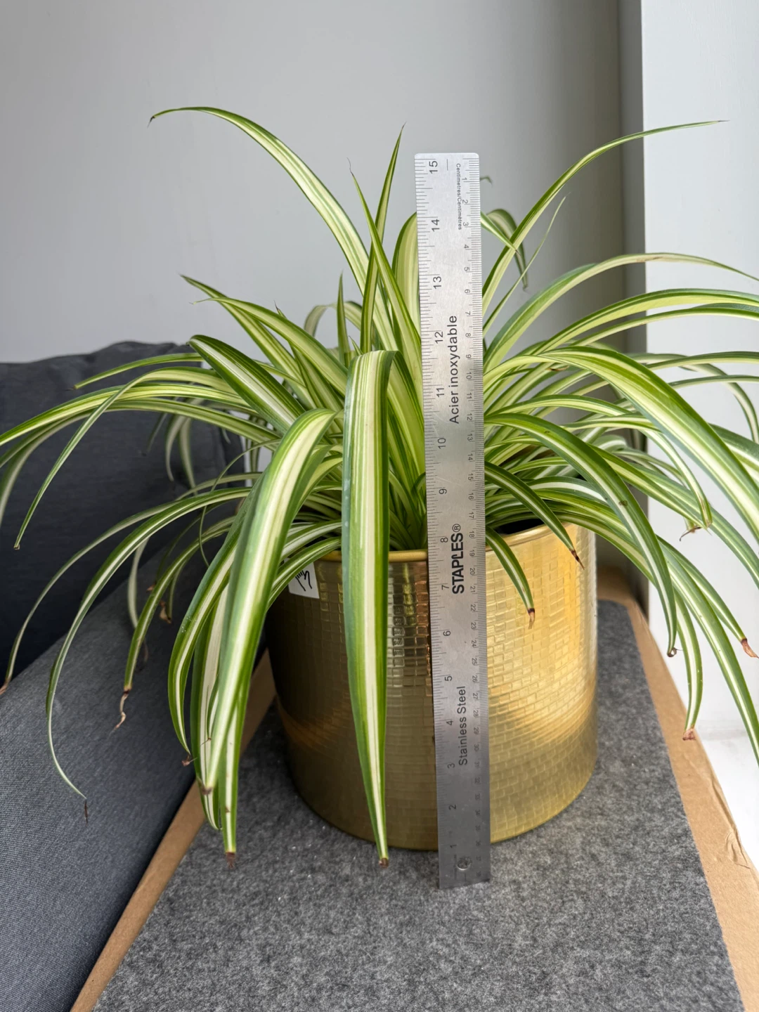 Spider Plant in Gold Pot - photo 2