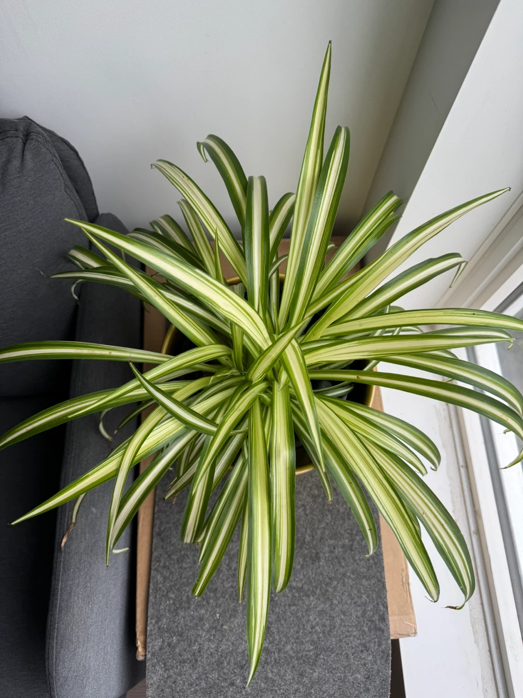 Spider Plant in Gold Pot - photo 3