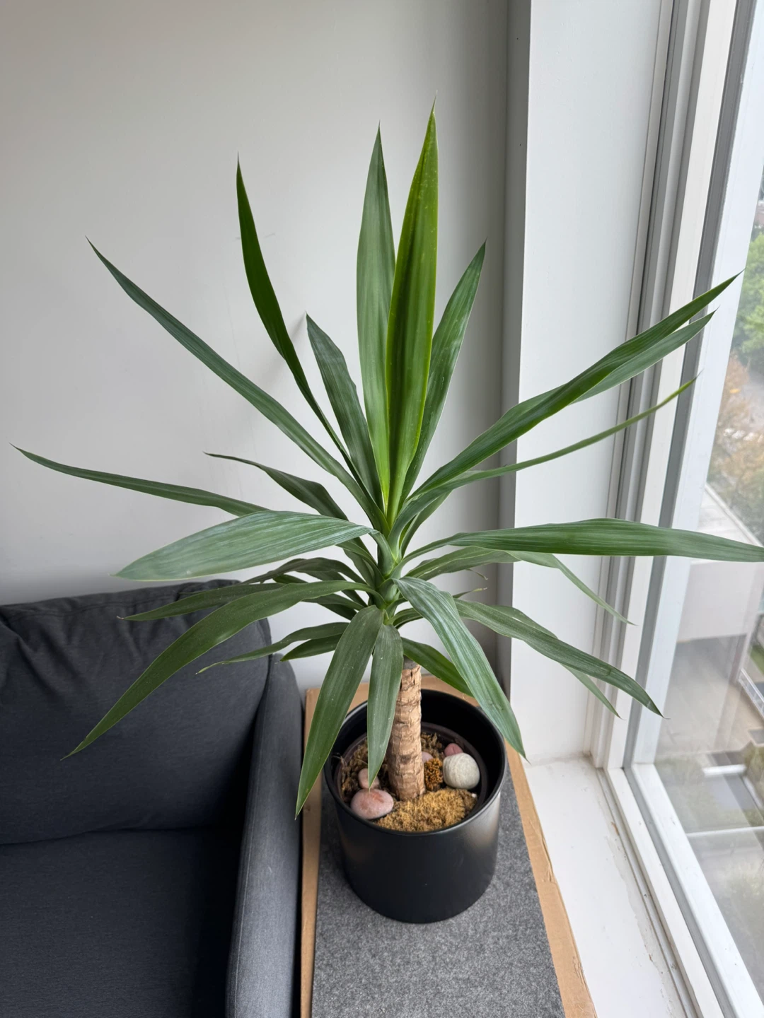 Yucca Plant in Black Pot