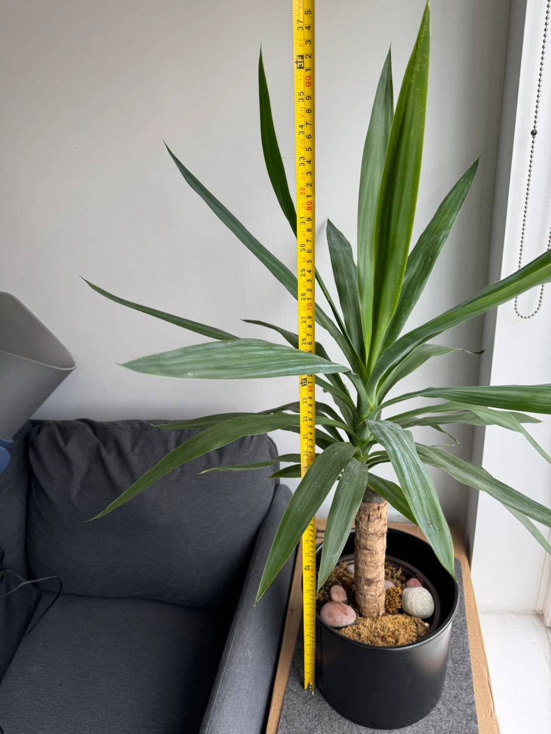 Yucca Plant in Black Pot - photo 2