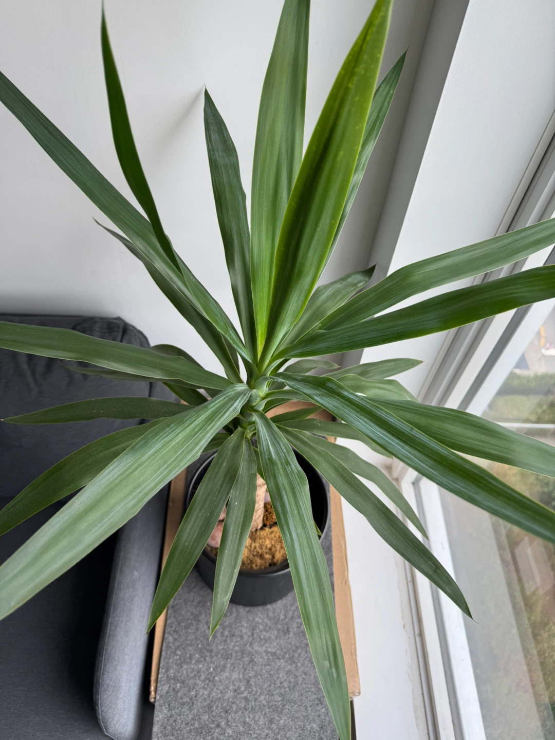 Yucca Plant in Black Pot - photo 3