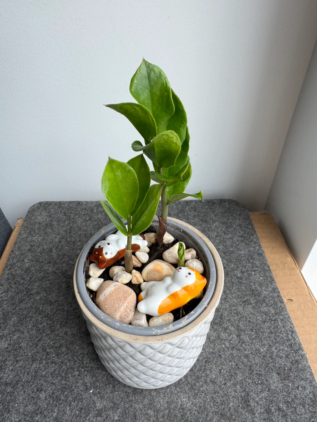 ZZ Plant in Decorative Pot