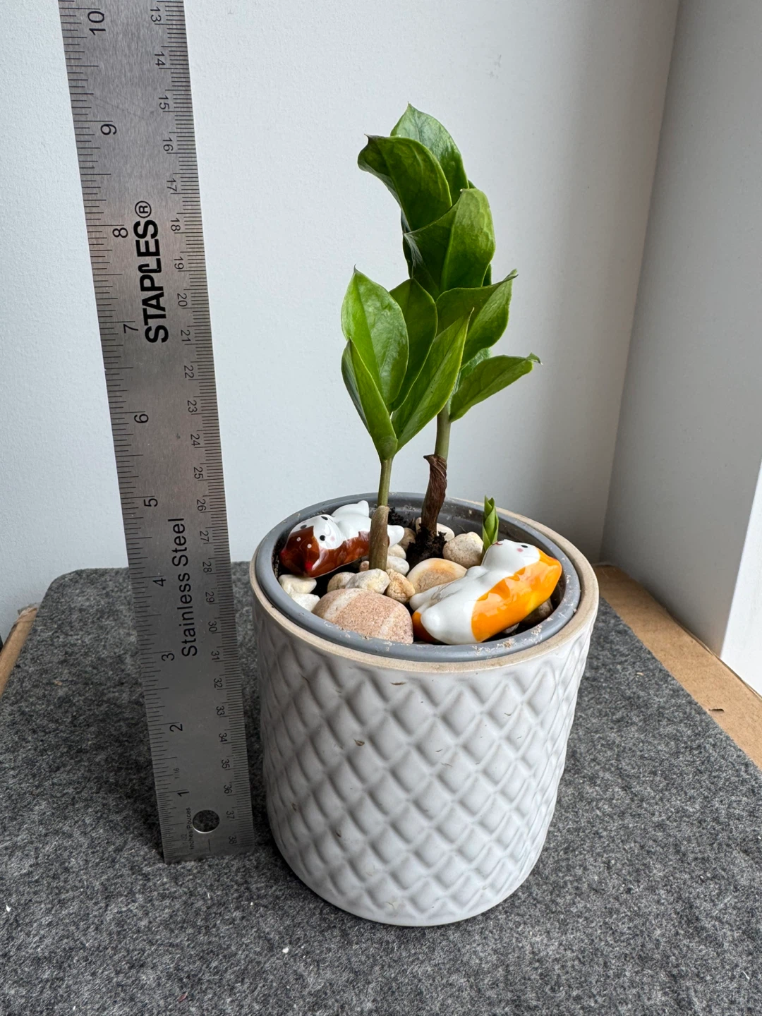 ZZ Plant in Decorative Pot - photo 2