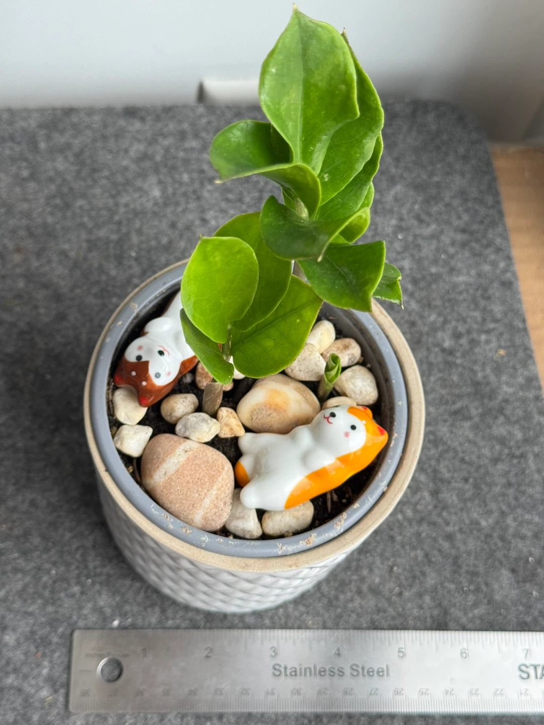 ZZ Plant in Decorative Pot - photo 3