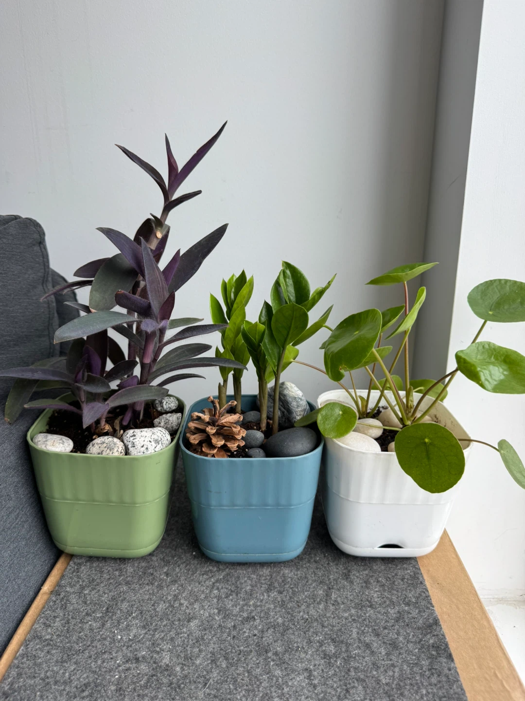 Three Potted Plants