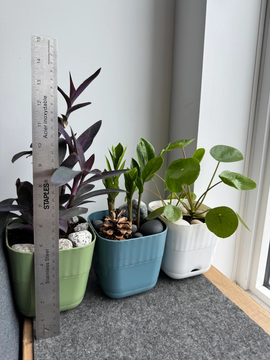 Three Potted Plants - photo 2