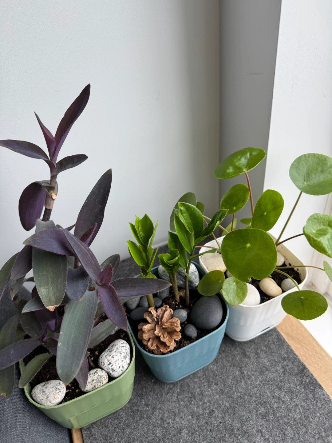 Three Potted Plants - photo 3
