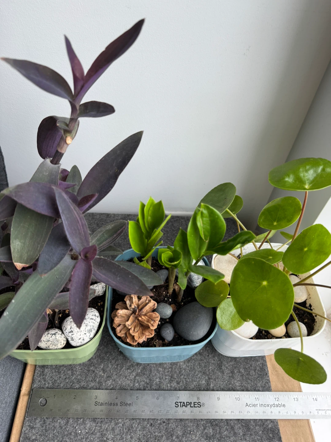 Three Potted Plants - photo 4