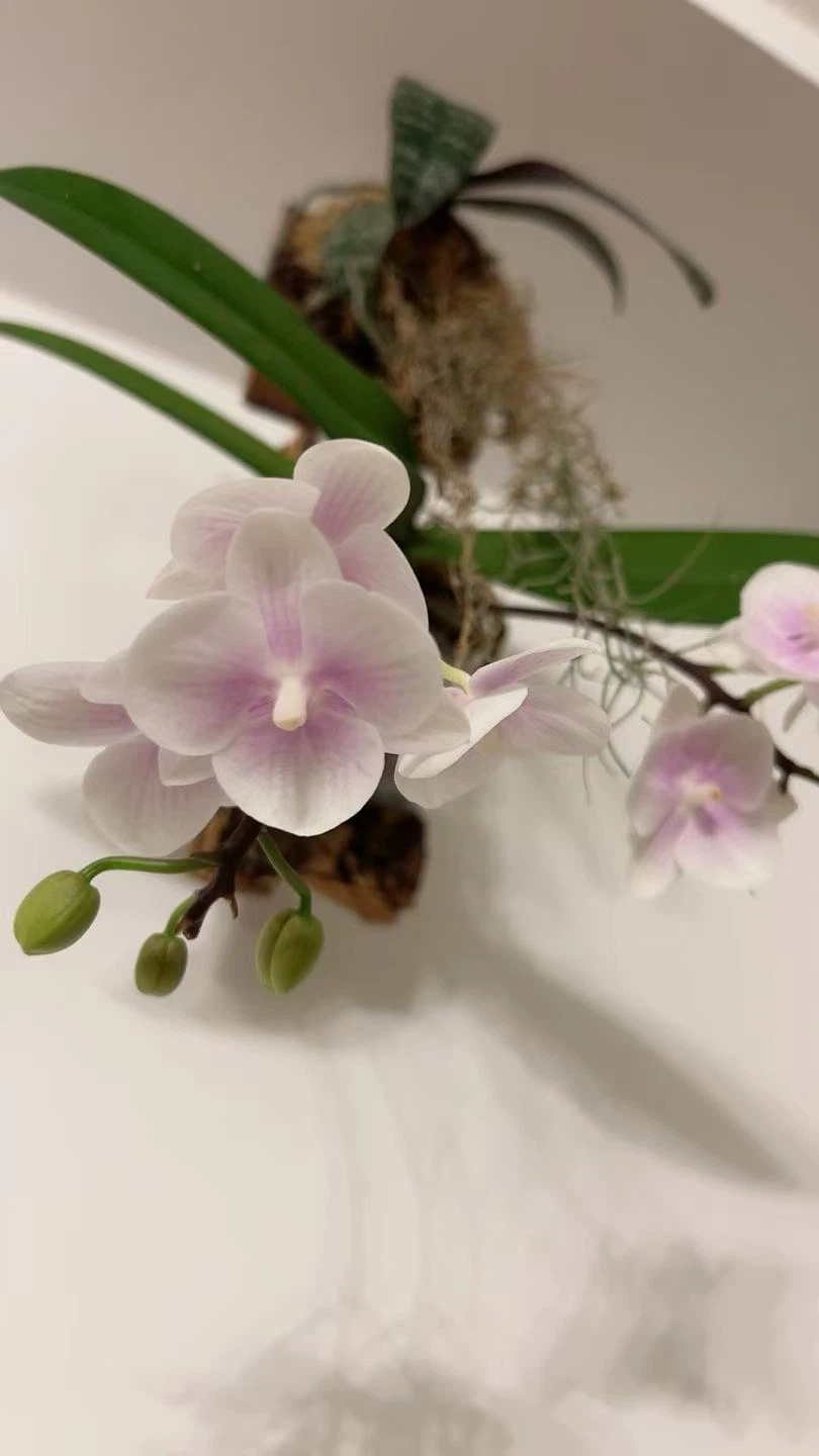 Hanging Orchid Plant on Cork Mount - photo 3