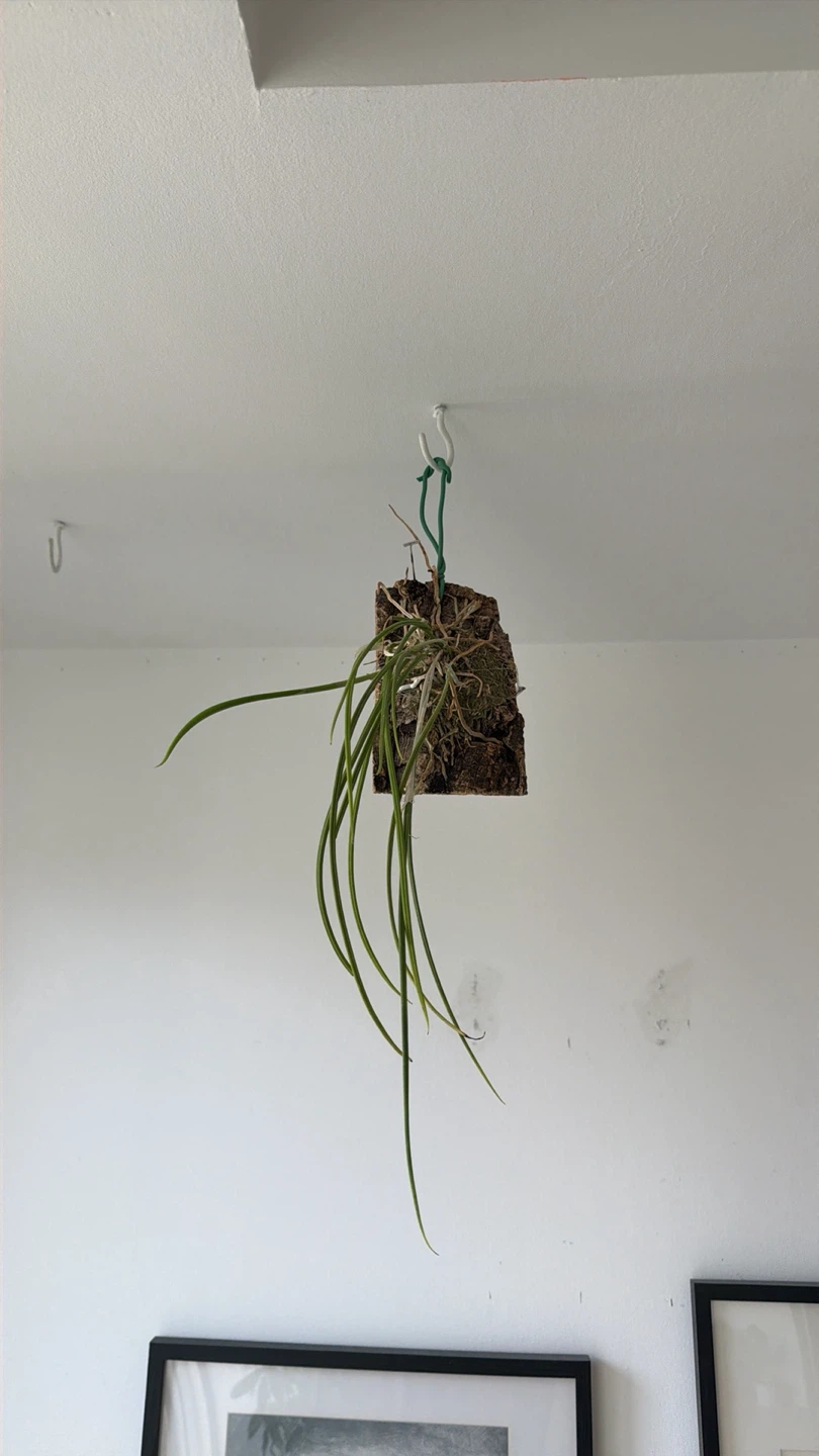 Hanging Orchid Plant on Cork Mount - photo 4