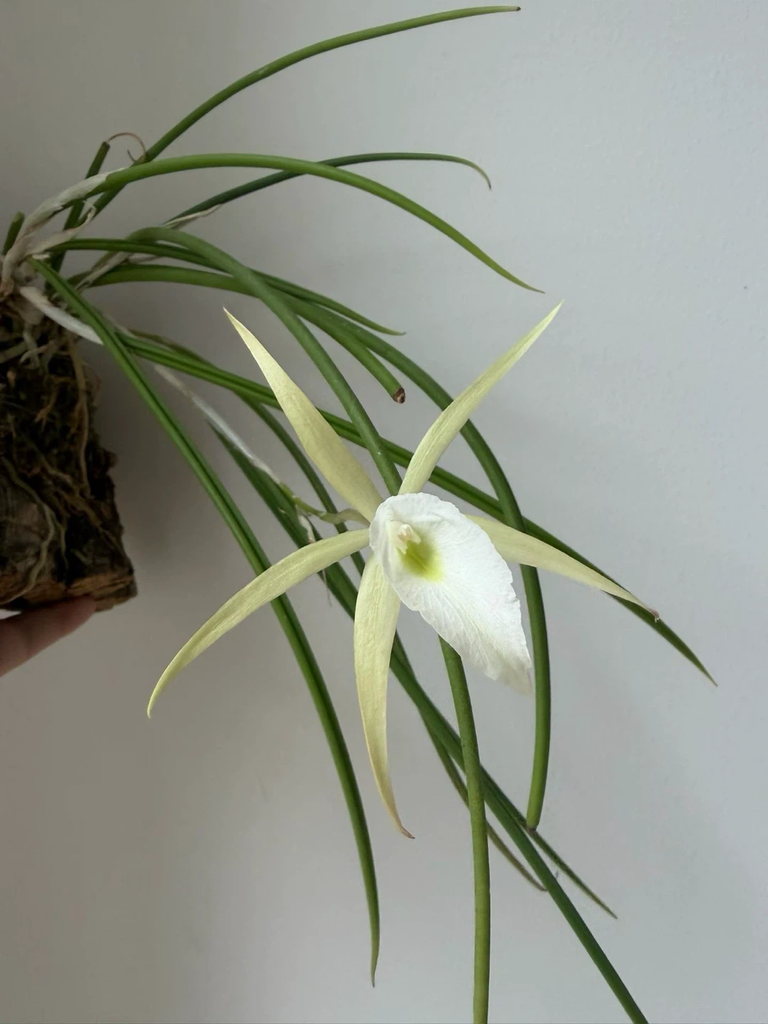 Hanging Orchid Plant on Cork Mount - photo 5