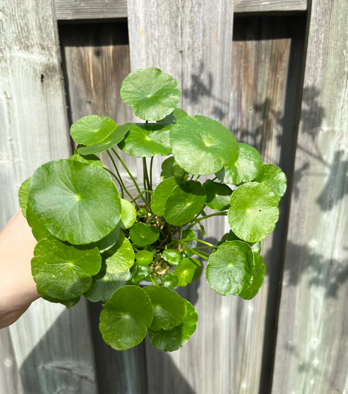 Marsh Pennywort/Chinese money plant in 3-4” cup