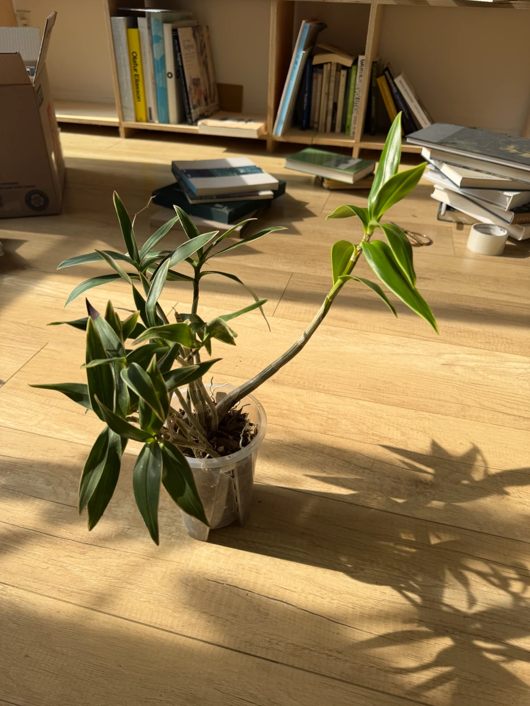 Dendrobium Kingianum Orchid Plant with Purple Flowers