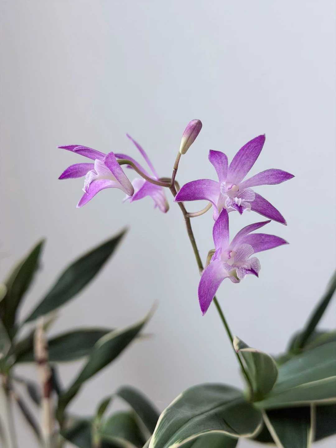 Dendrobium Kingianum Orchid Plant with Purple Flowers - photo 3