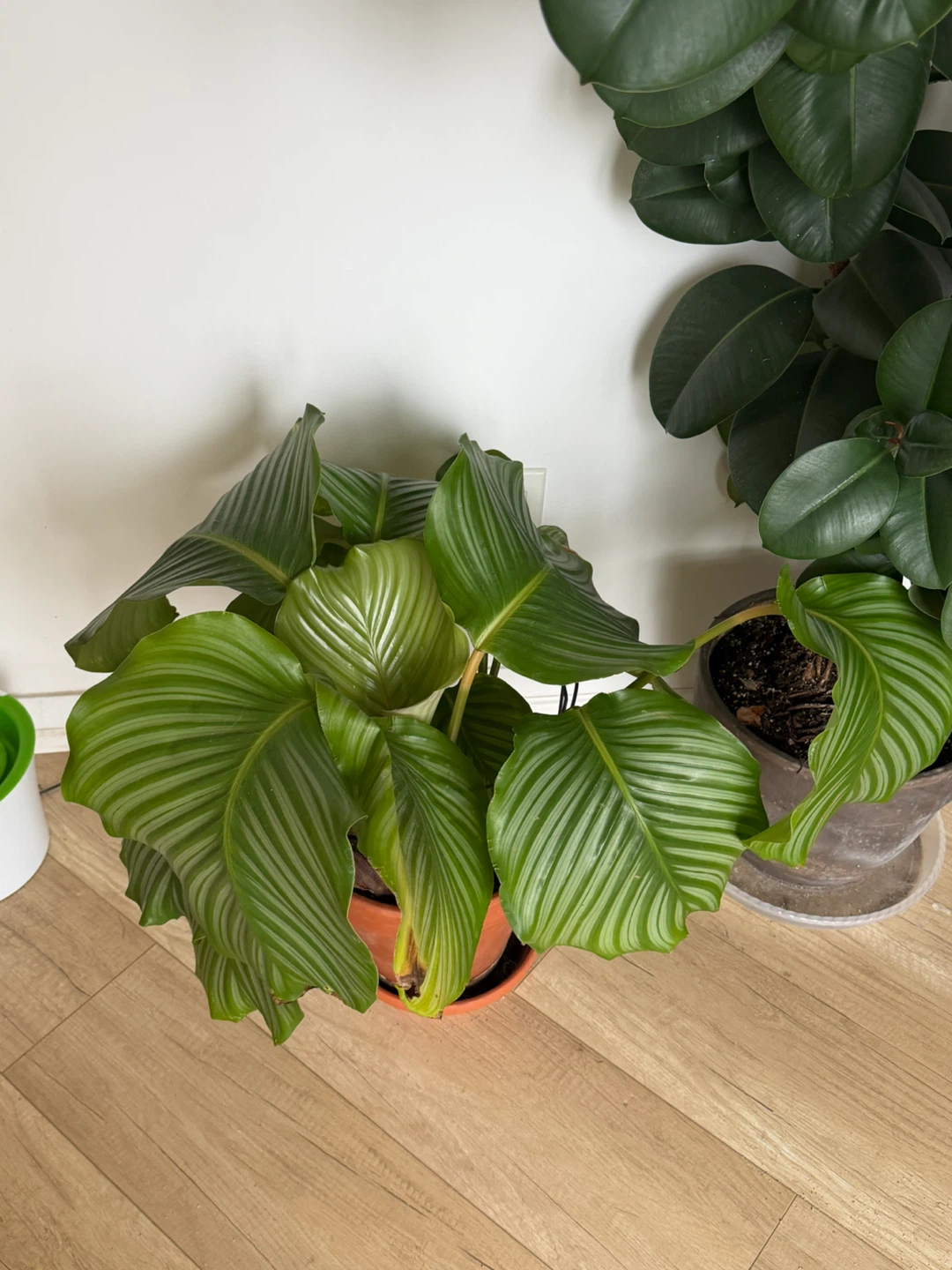 Calathea Orbifolia Plant