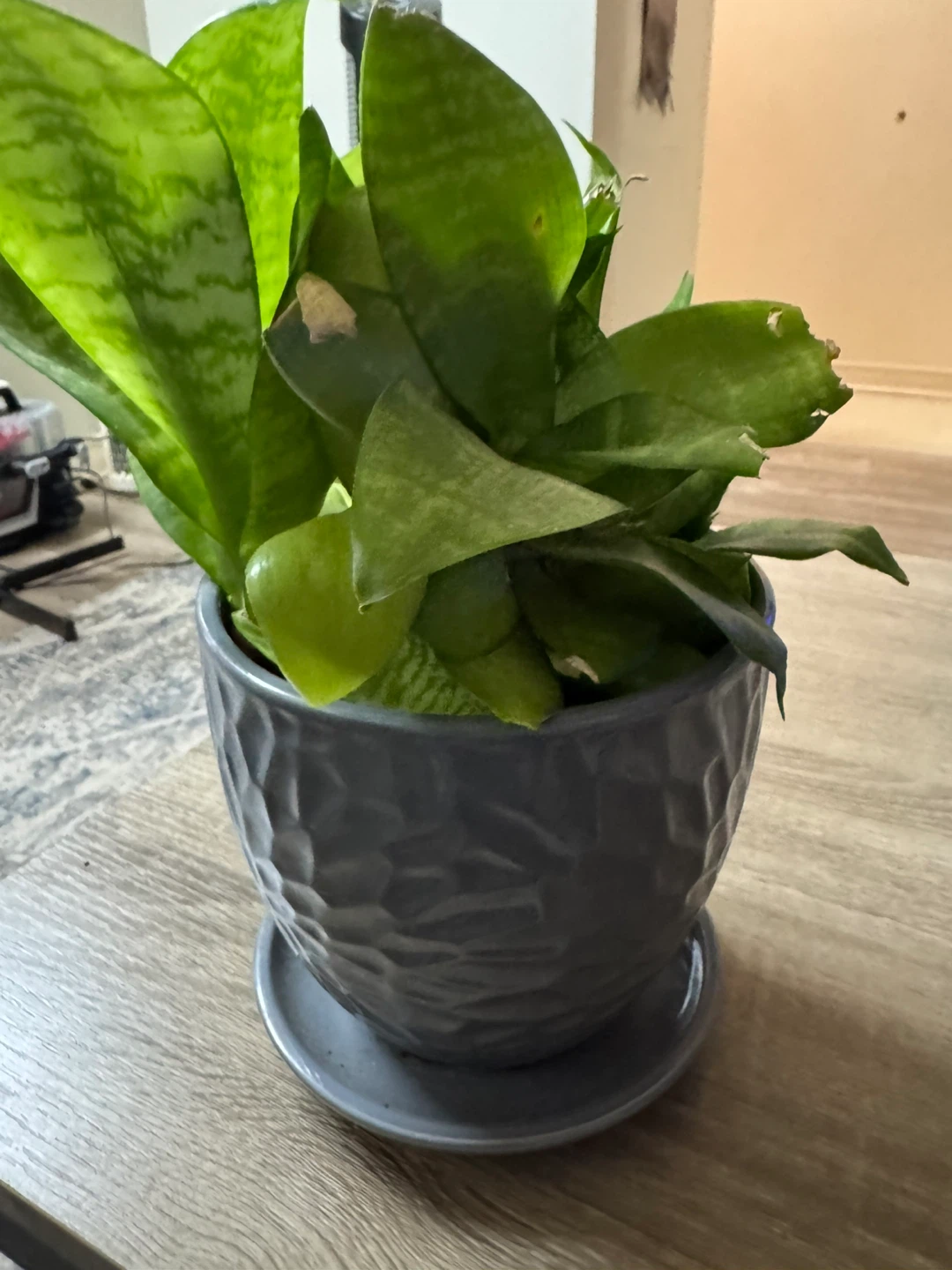 Snake Plant in Grey Pot