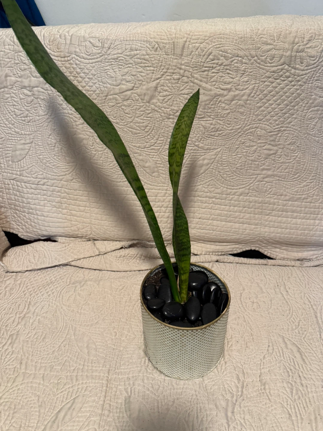 Snake Plant in Metal Pot