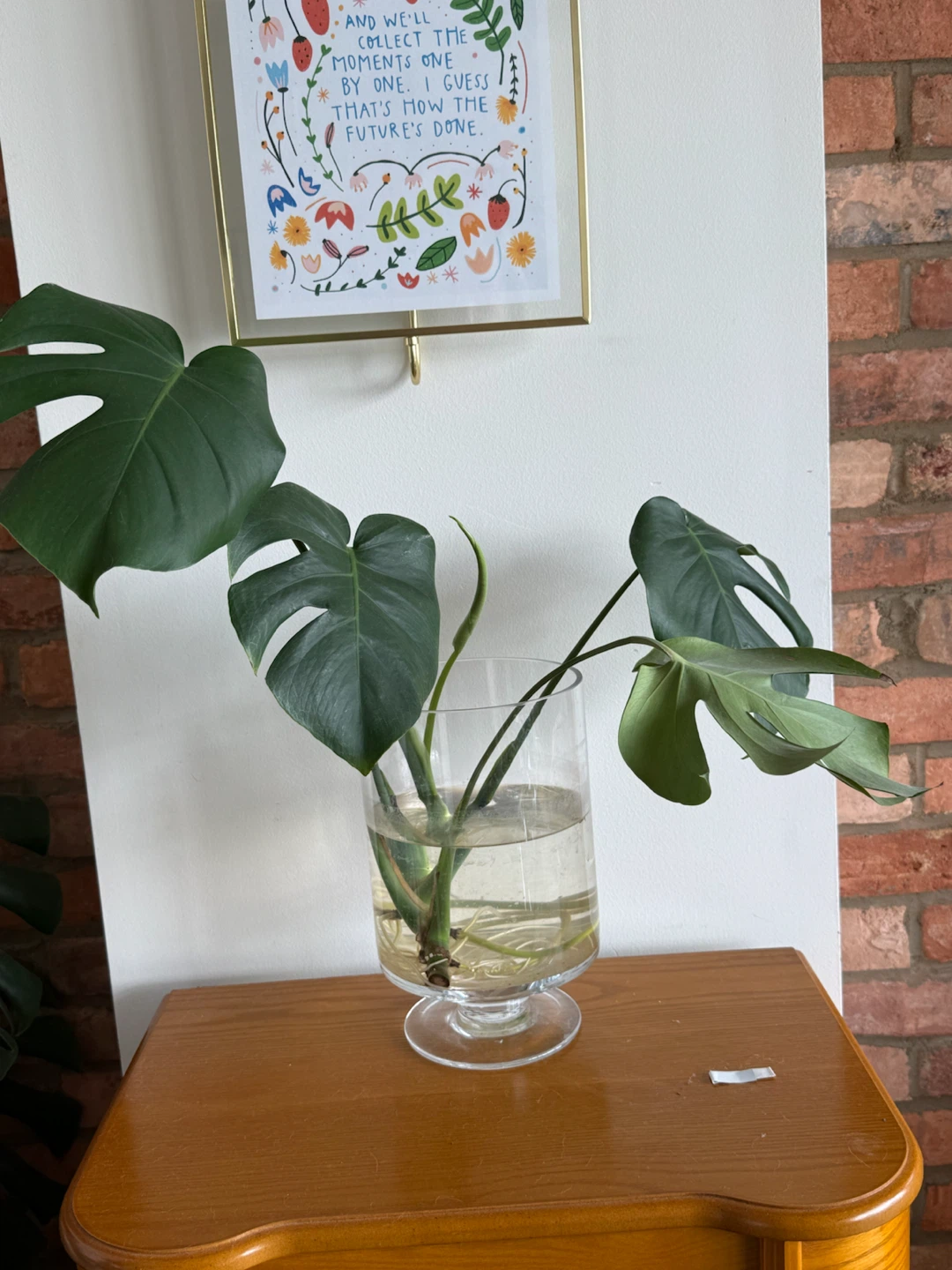 Monstera Deliciosa Plant Cutting