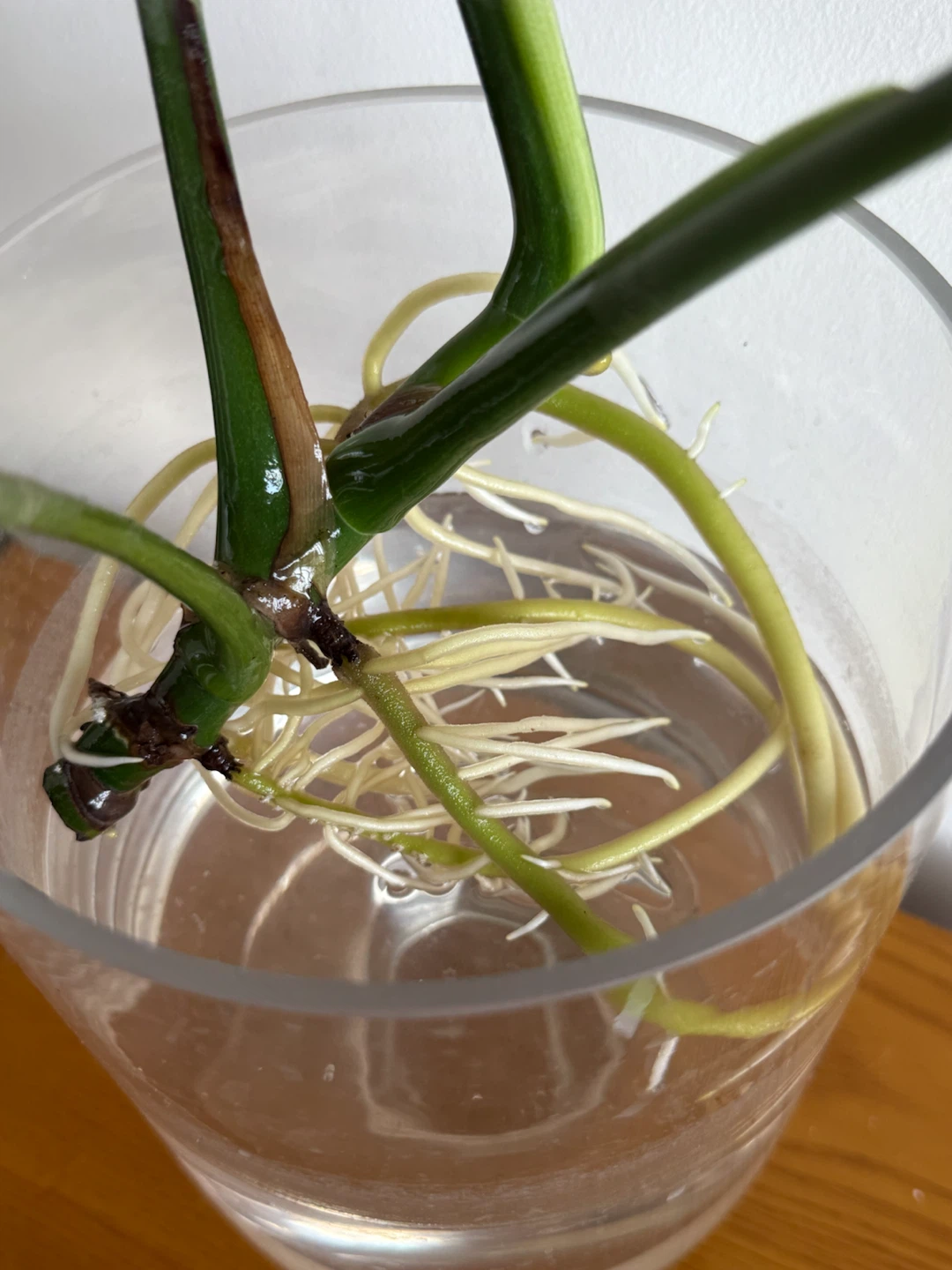 Monstera Deliciosa Plant Cutting - photo 2