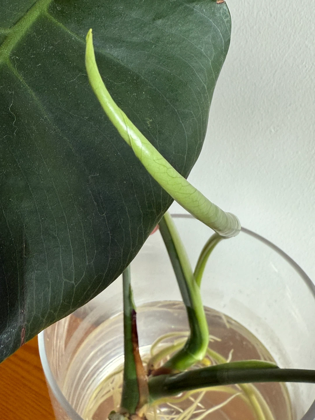 Monstera Deliciosa Plant Cutting - photo 3