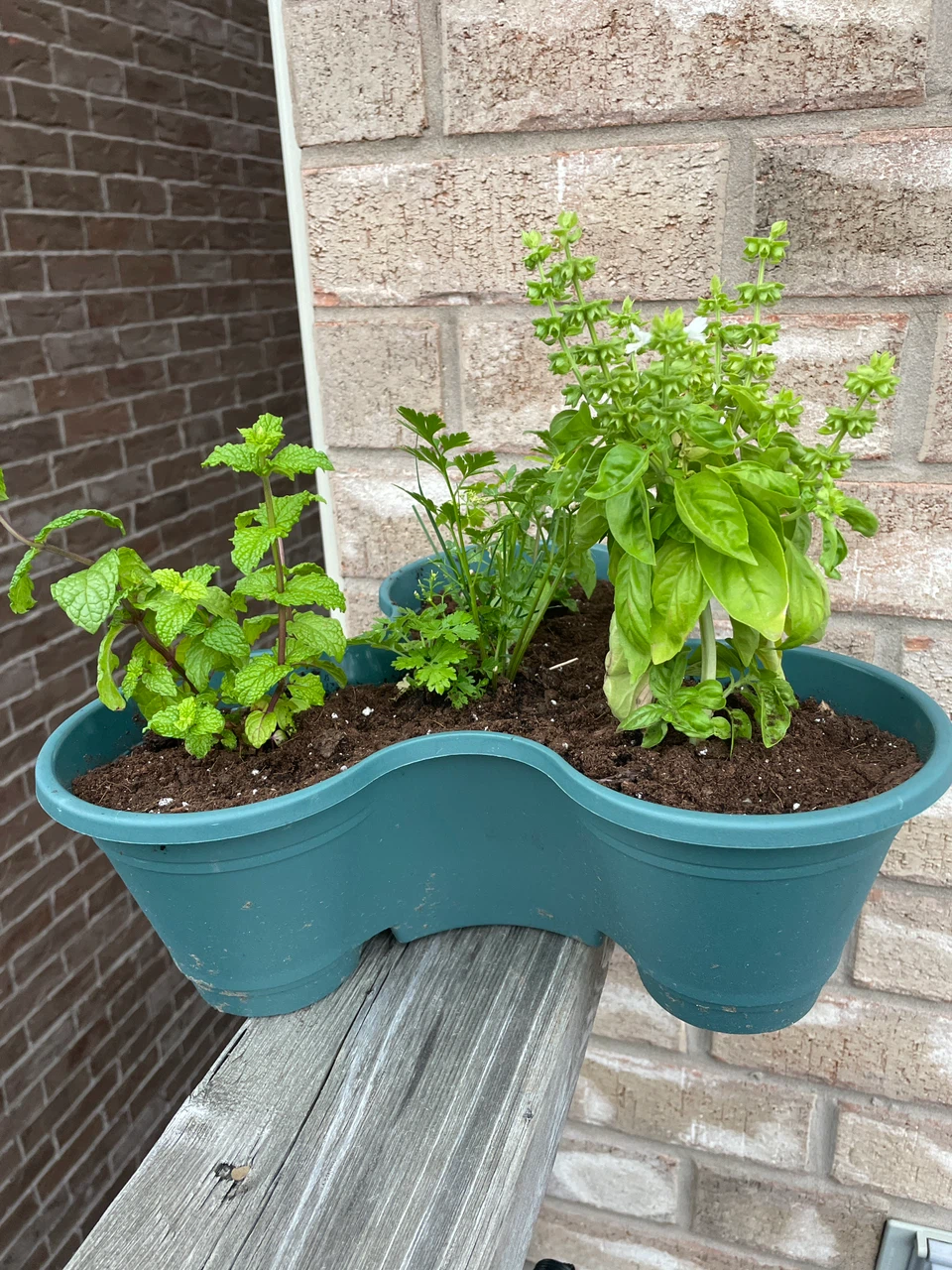 Herb Planter with Basil, Mint, and Parsley