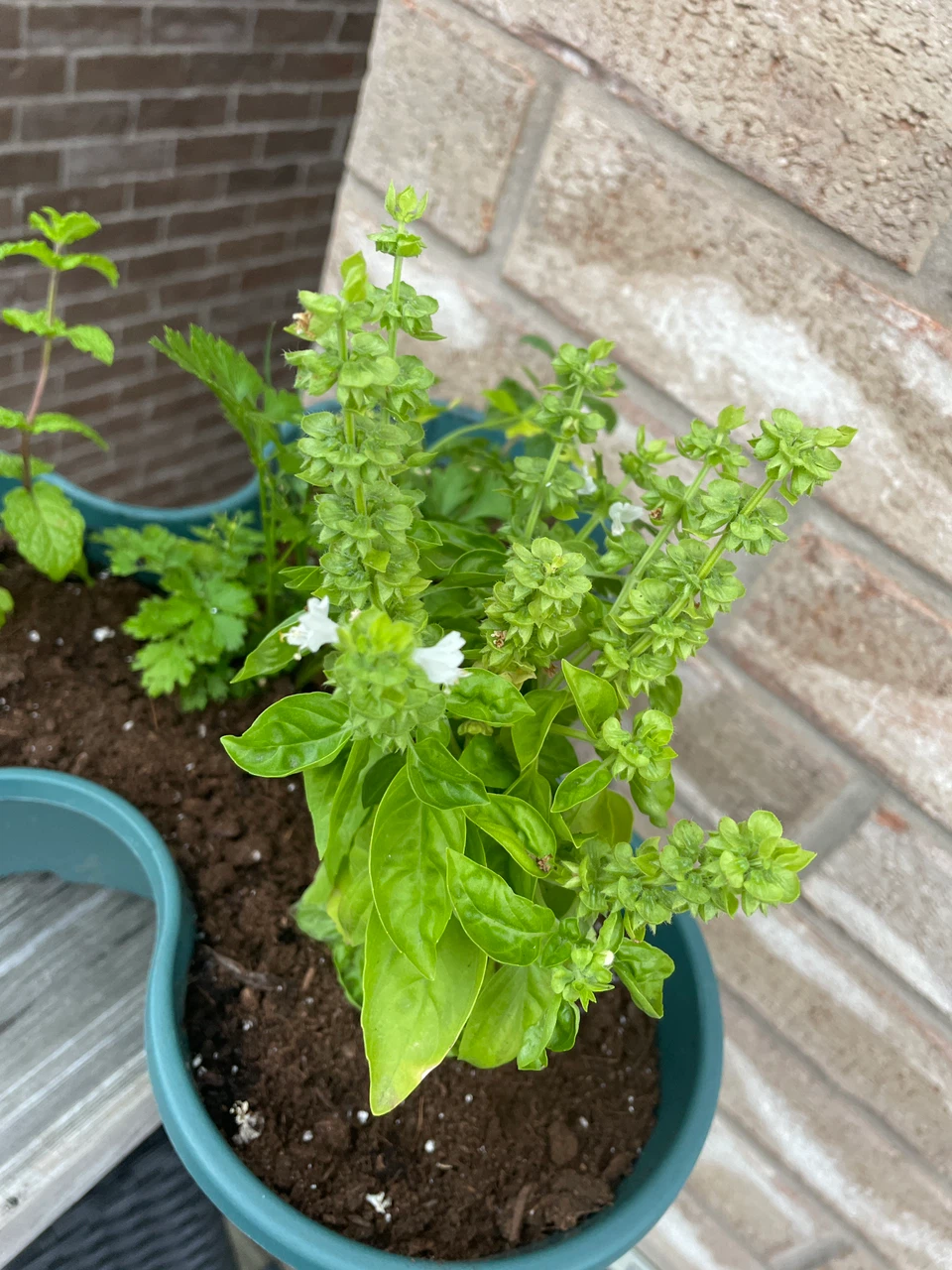 Herb Planter with Basil, Mint, and Parsley - photo 2