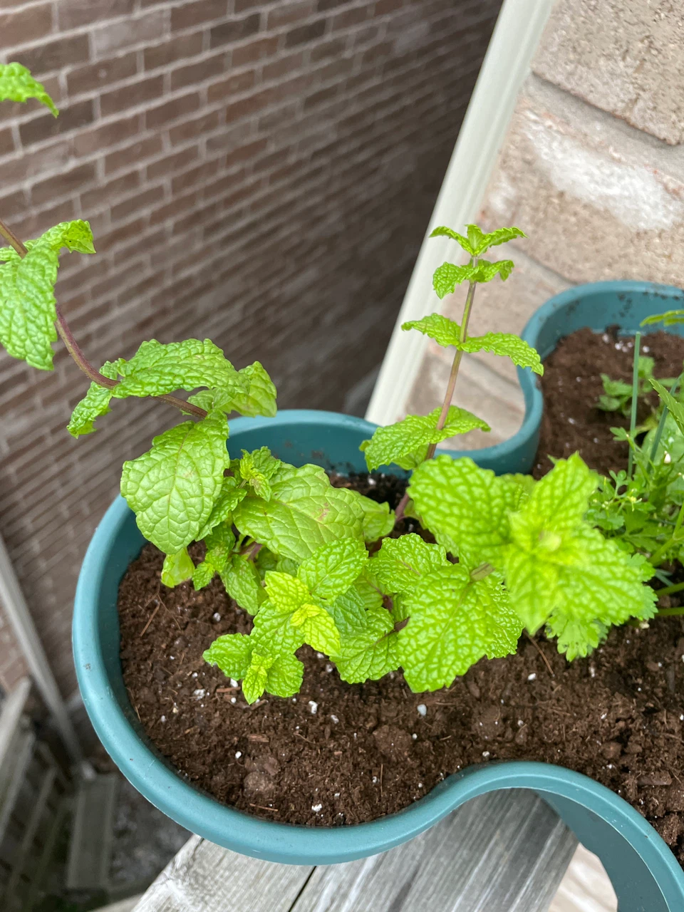 Herb Planter with Basil, Mint, and Parsley - photo 3