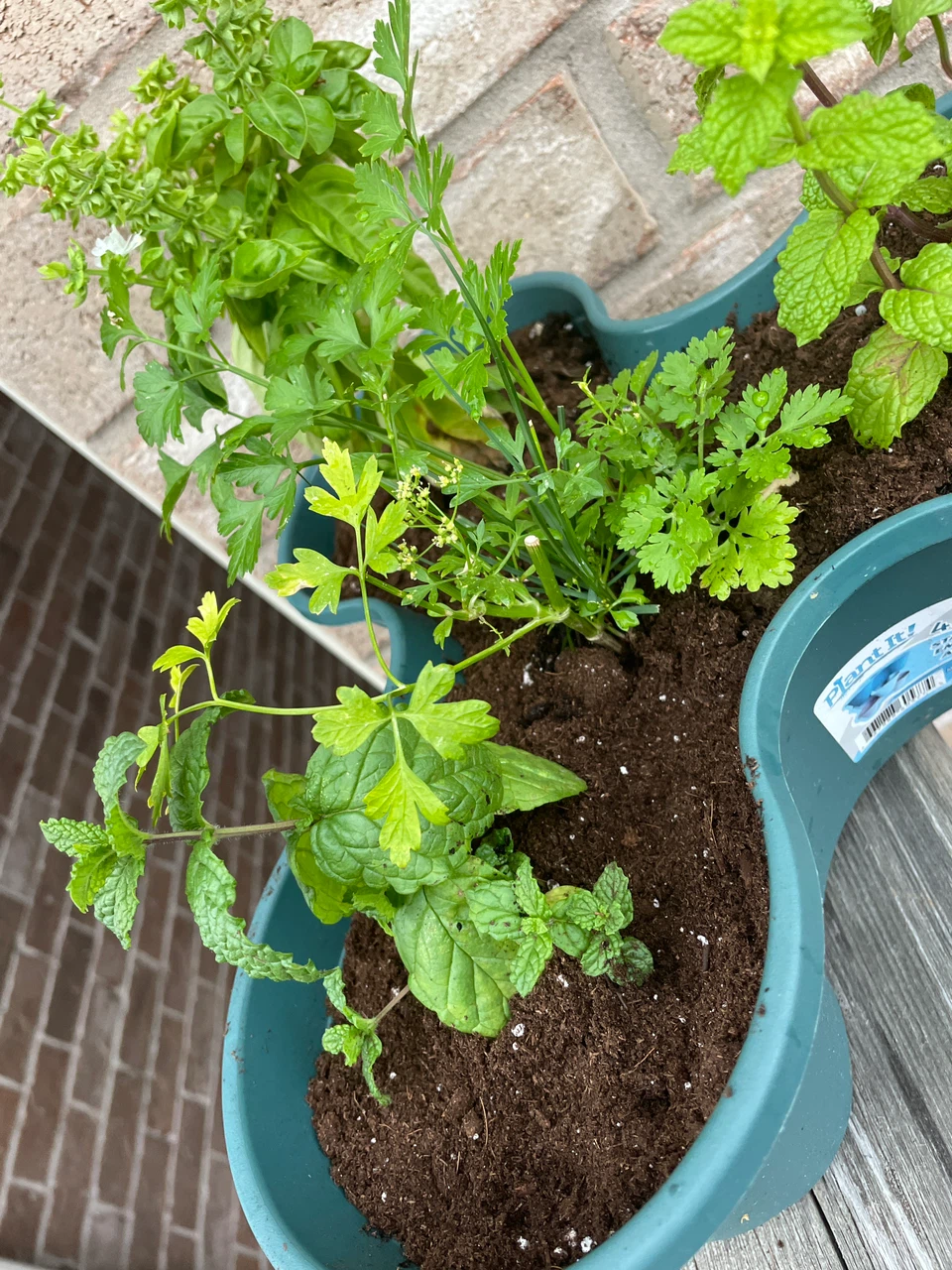 Herb Planter with Basil, Mint, and Parsley - photo 4
