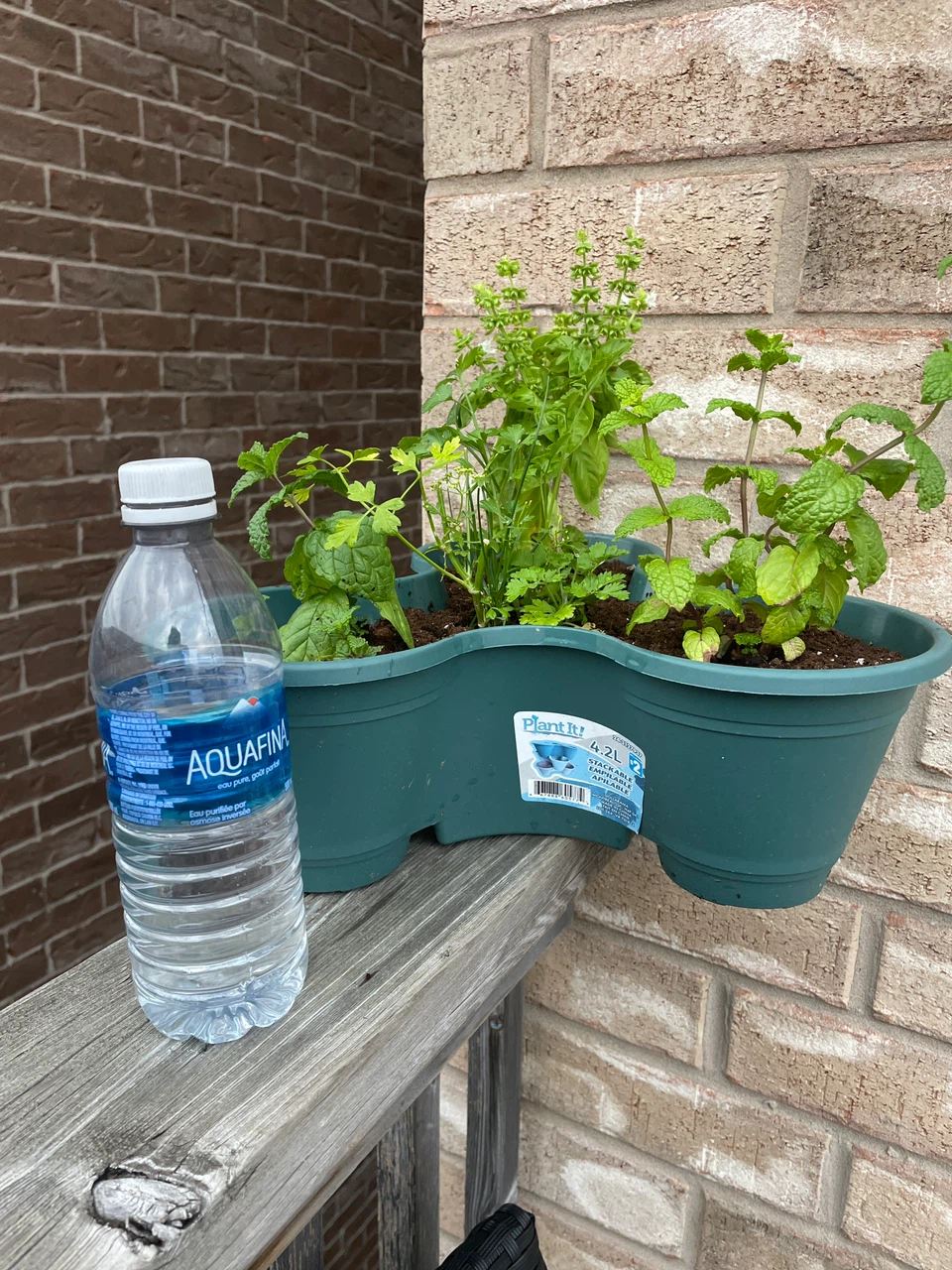 Herb Planter with Basil, Mint, and Parsley - photo 5