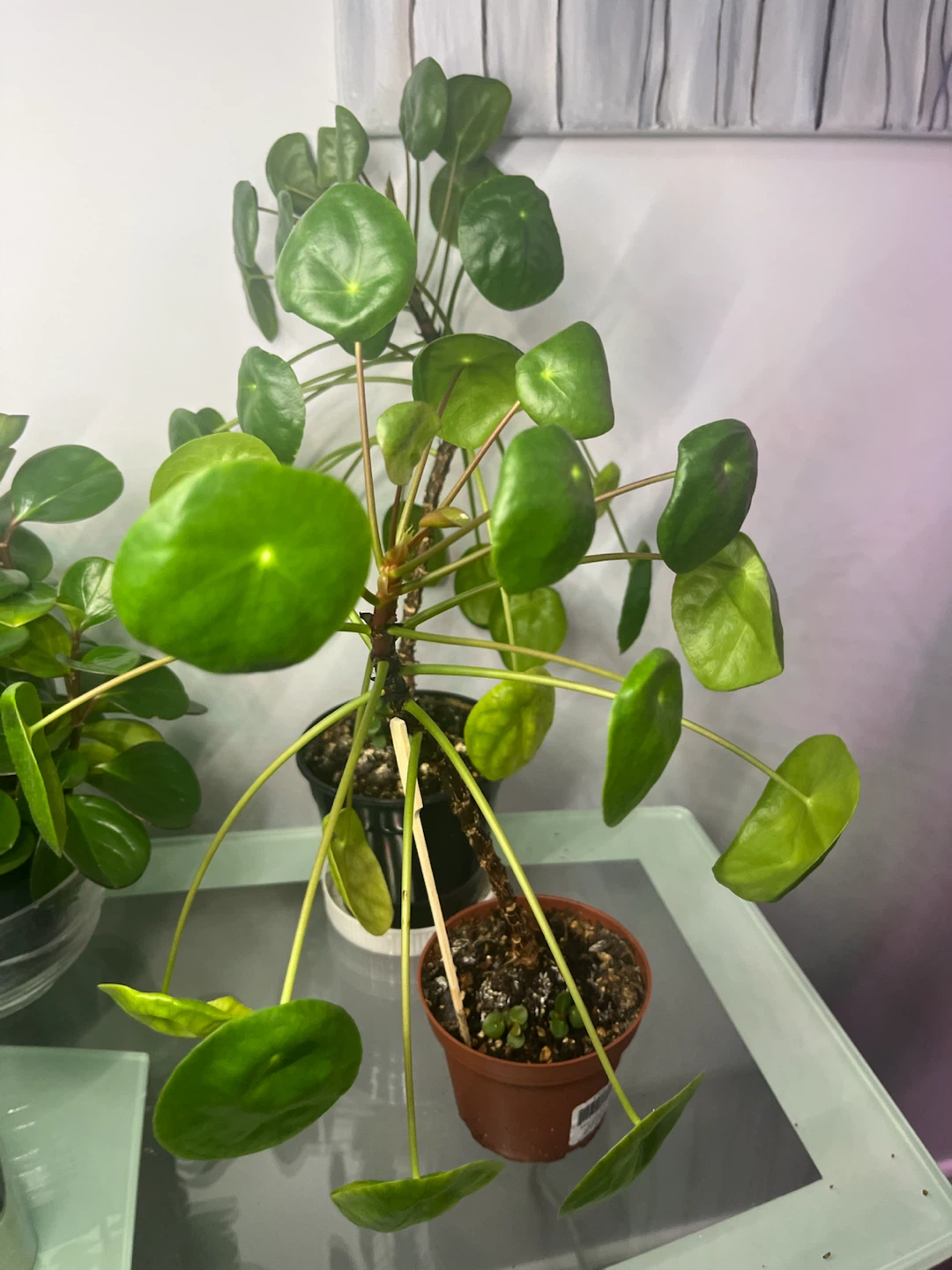 Chinese Money Plant (Pilea Peperomioides)