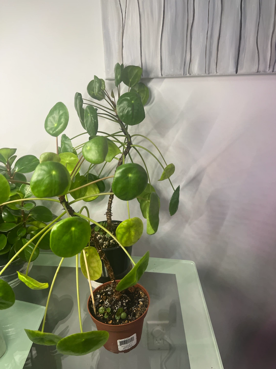 Chinese Money Plant (Pilea Peperomioides) - photo 2