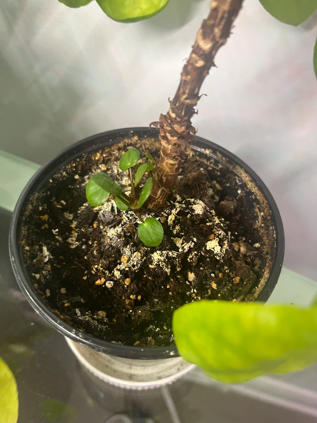 Chinese Money Plant (Pilea Peperomioides) - photo 3